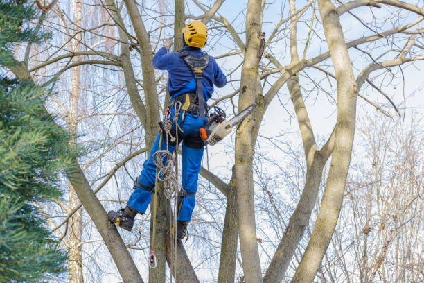 Trusted Wauwatosa, WI Tree Services Experts